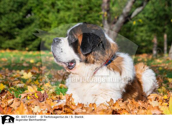 liegender Bernhardiner / SST-19207