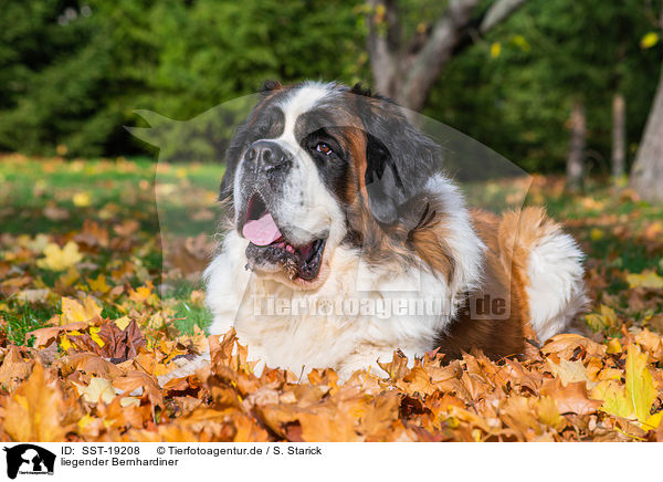 liegender Bernhardiner / SST-19208