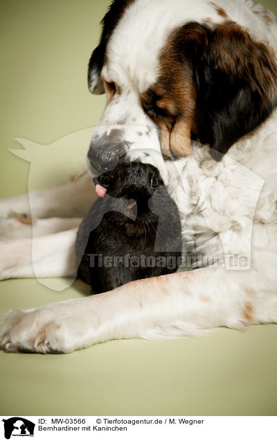 Bernhardiner mit Kaninchen / Saint Bernard with rabbit / MW-03566