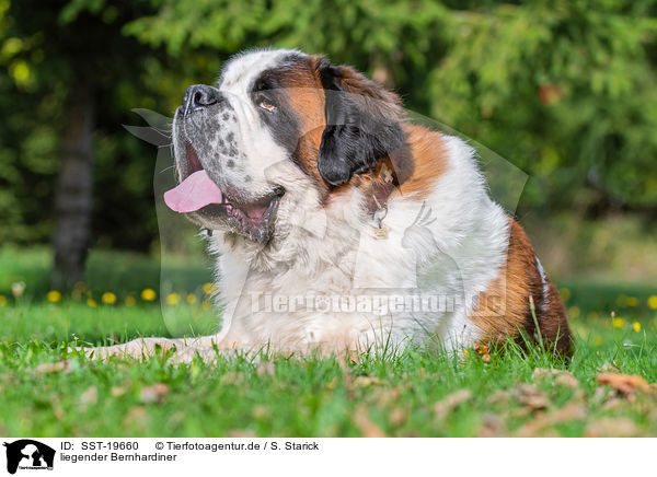 liegender Bernhardiner / lying Saint Bernard / SST-19660