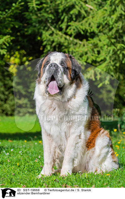 sitzender Bernhardiner / sitting Saint Bernard / SST-19668