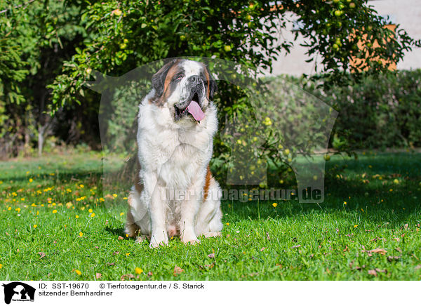 sitzender Bernhardiner / SST-19670