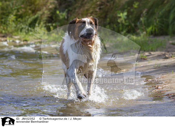 rennender Bernhardiner / running Saint Bernard / JM-02352