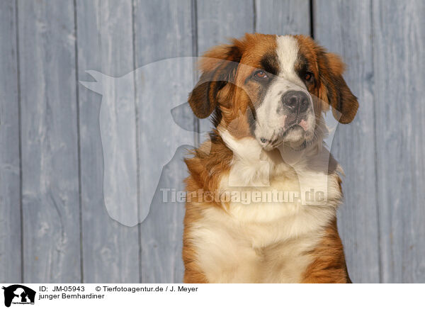 junger Bernhardiner / young Saint Bernard / JM-05943
