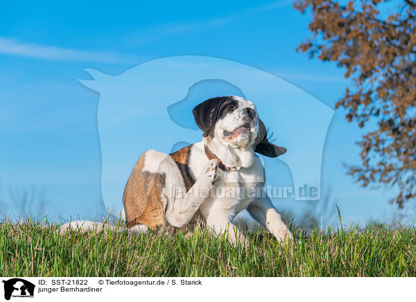 junger Bernhardiner / young Saint Bernard / SST-21822