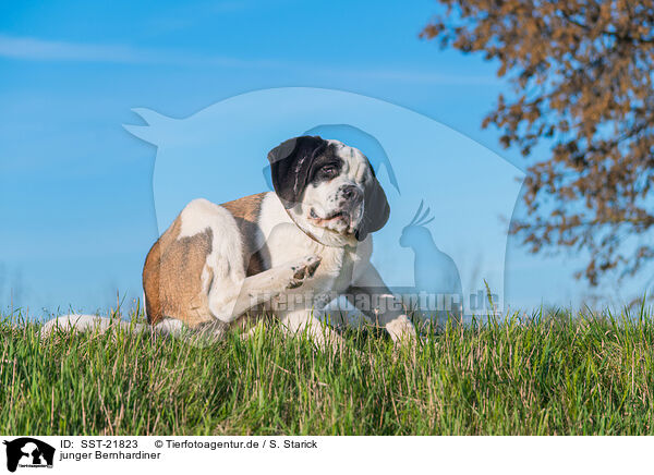 junger Bernhardiner / young Saint Bernard / SST-21823