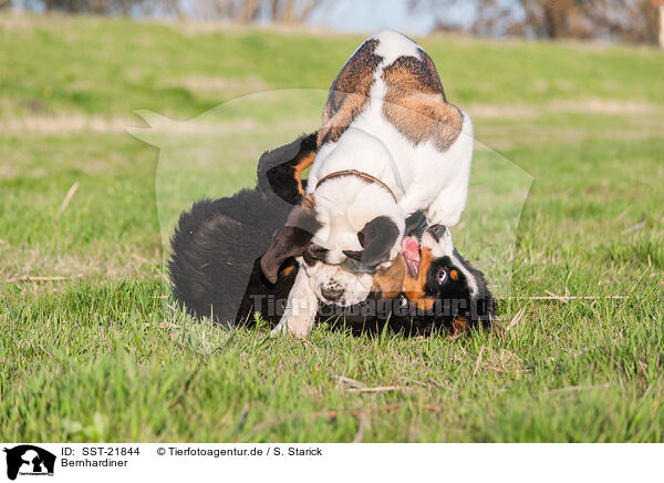 Bernhardiner / SST-21844