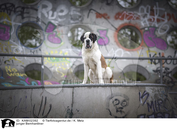 junger Bernhardiner / young Saint Bernard / KAM-02392