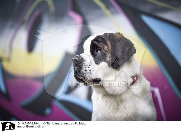 junger Bernhardiner / young Saint Bernard / KAM-02394