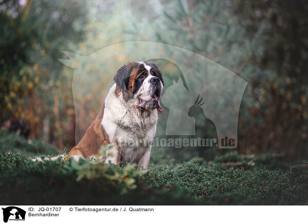 Bernhardiner / JQ-01707