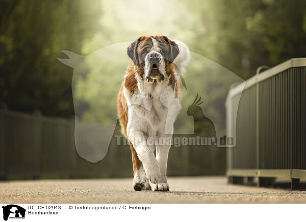 Bernhardiner / Saint Bernard / CF-02943