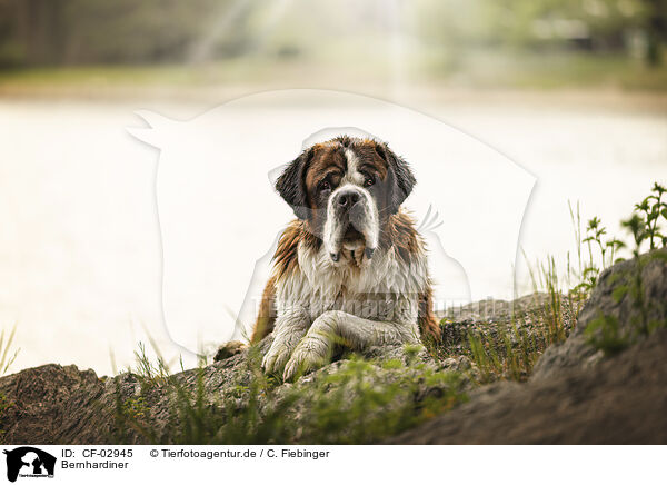 Bernhardiner / Saint Bernard / CF-02945