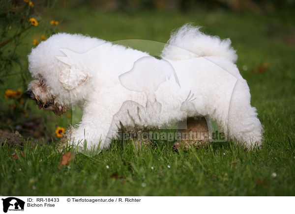 Bichon Frise / Bichon Frise / RR-18433