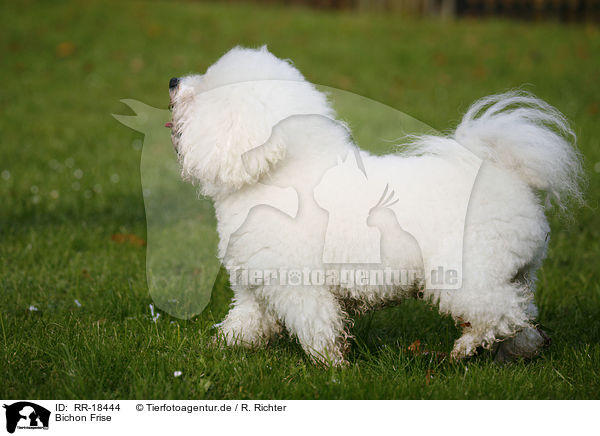 Bichon Frise / RR-18444
