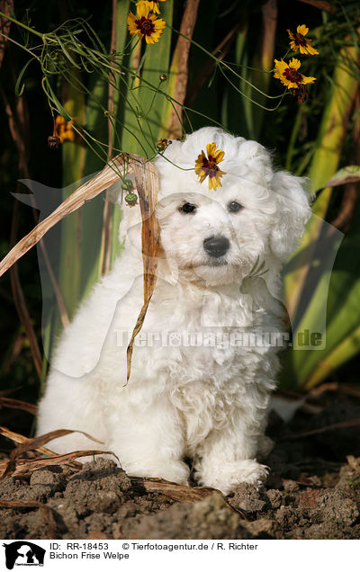 Bichon Frise Welpe / RR-18453