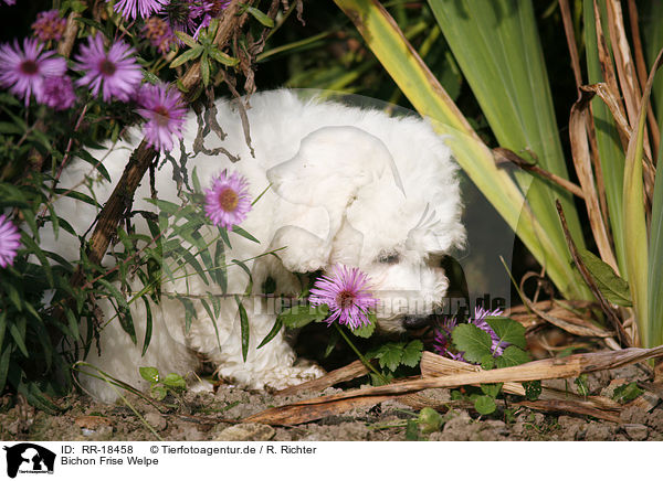 Bichon Frise Welpe / Bichon Frise Puppy / RR-18458