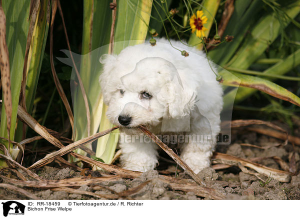 Bichon Frise Welpe / Bichon Frise Puppy / RR-18459