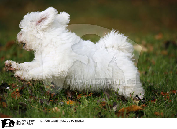Bichon Frise / Bichon Frise / RR-18464