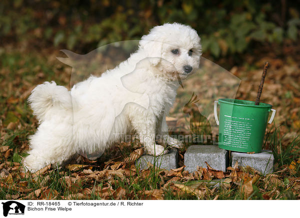 Bichon Frise Welpe / RR-18465