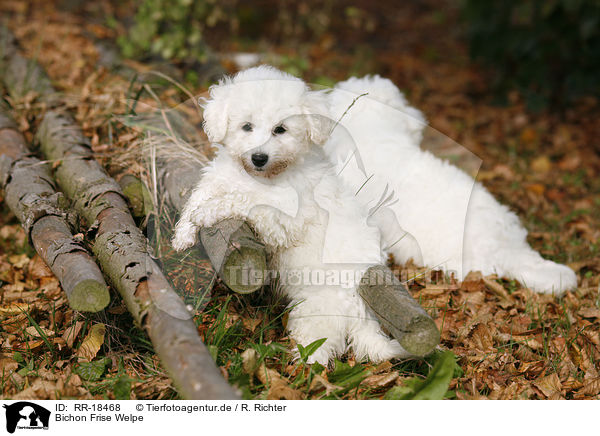 Bichon Frise Welpe / Bichon Frise Puppy / RR-18468