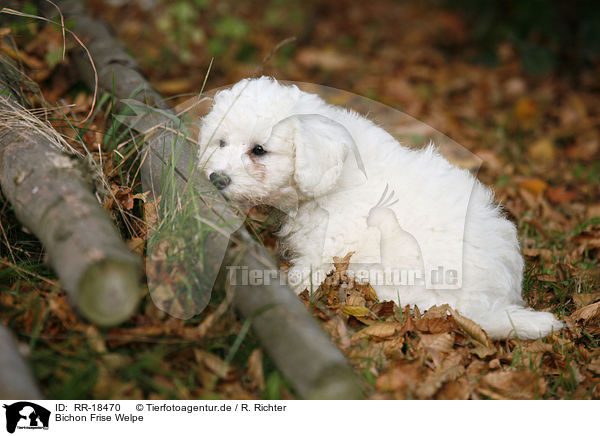 Bichon Frise Welpe / Bichon Frise Puppy / RR-18470
