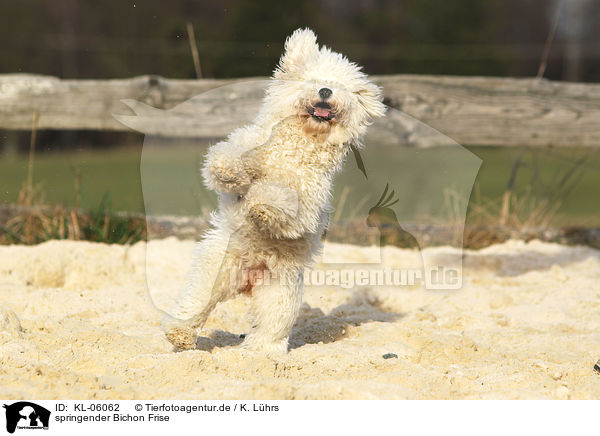 springender Bichon Frise / KL-06062