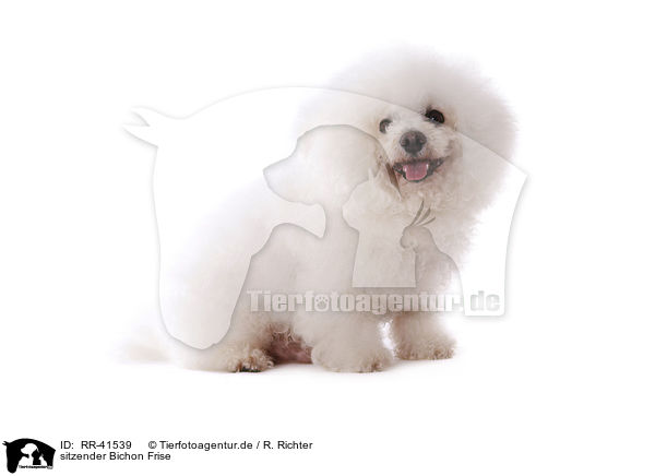 sitzender Bichon Frise / sitting Bichon Frise / RR-41539