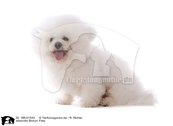 sitzender Bichon Frise / sitting Bichon Frise / RR-41544