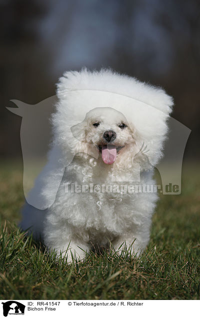 Bichon Frise / Bichon Frise / RR-41547