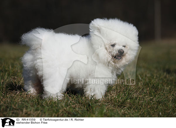stehender Bichon Frise / standing Bichon Frise / RR-41559