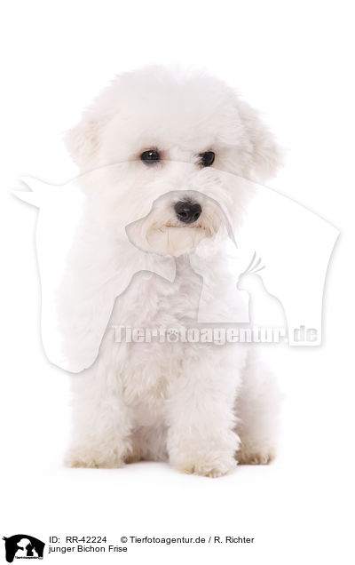 junger Bichon Frise / young Bichon Frise / RR-42224