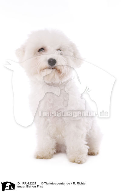 junger Bichon Frise / young Bichon Frise / RR-42227