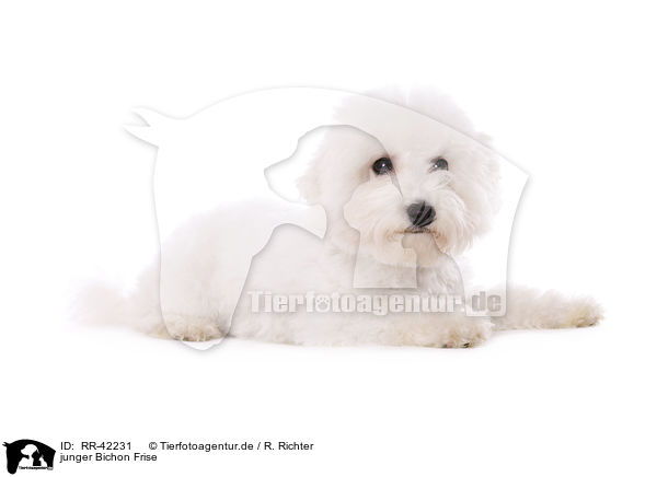 junger Bichon Frise / RR-42231