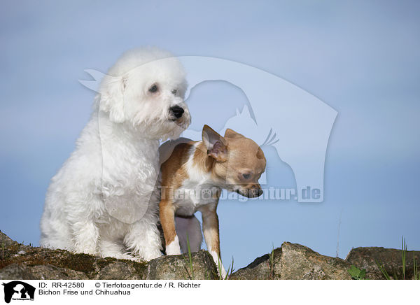 Bichon Frise und Chihuahua / RR-42580