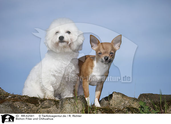Bichon Frise und Chihuahua / RR-42581