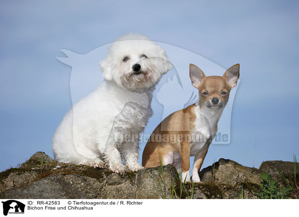 Bichon Frise und Chihuahua / RR-42583
