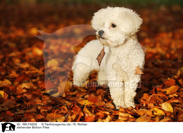 stehender Bichon Frise / standing Bichon Frise / RR-74609