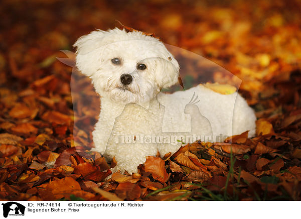 liegender Bichon Frise / lying Bichon Frise / RR-74614