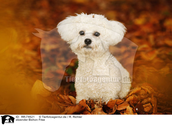 sitzender Bichon Frise / sitting Bichon Frise / RR-74621