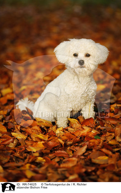 sitzender Bichon Frise / sitting Bichon Frise / RR-74625