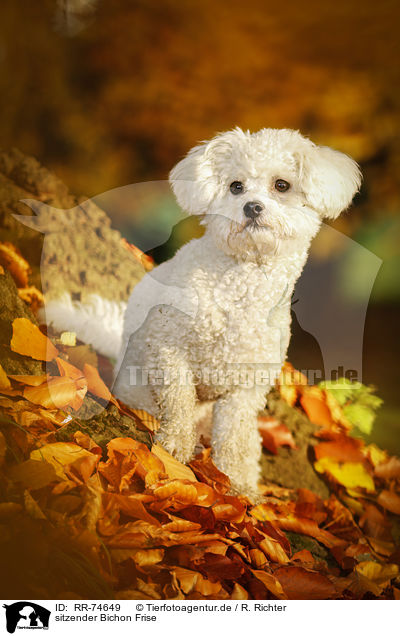 sitzender Bichon Frise / RR-74649