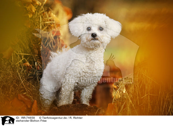 stehender Bichon Frise / RR-74658