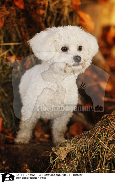 stehender Bichon Frise / standing Bichon Frise / RR-74662