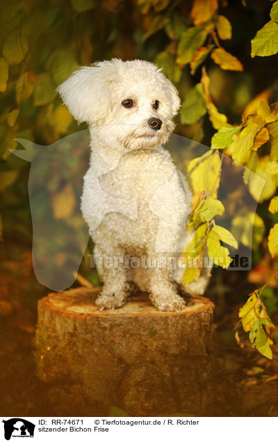 sitzender Bichon Frise / sitting Bichon Frise / RR-74671