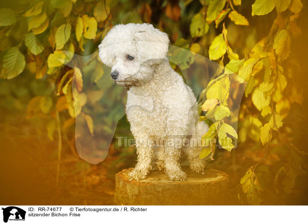 sitzender Bichon Frise / sitting Bichon Frise / RR-74677