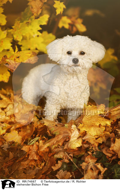stehender Bichon Frise / standing Bichon Frise / RR-74687