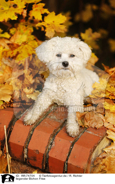 liegender Bichon Frise / lying Bichon Frise / RR-74704