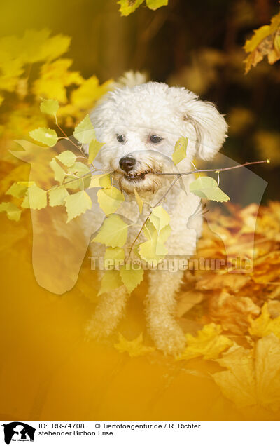 stehender Bichon Frise / standing Bichon Frise / RR-74708