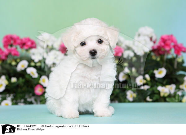 Bichon Frise Welpe / Bichon Frise Puppy / JH-24321