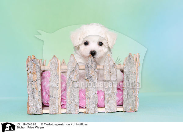 Bichon Frise Welpe / Bichon Frise Puppy / JH-24328